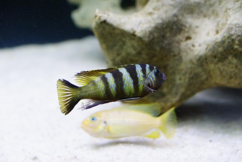 Maylandia melissa 'Chirwa Island'